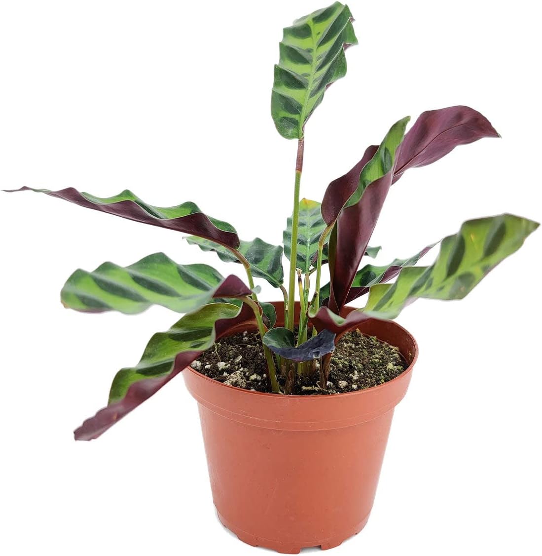 Rattlesnake Plant - Calathea Lancifolia (4" Grower Pot) - Prayer Plants - Live Healthy, Colorful Foliage, Air-Purifying Houseplant for Home Office Decoration