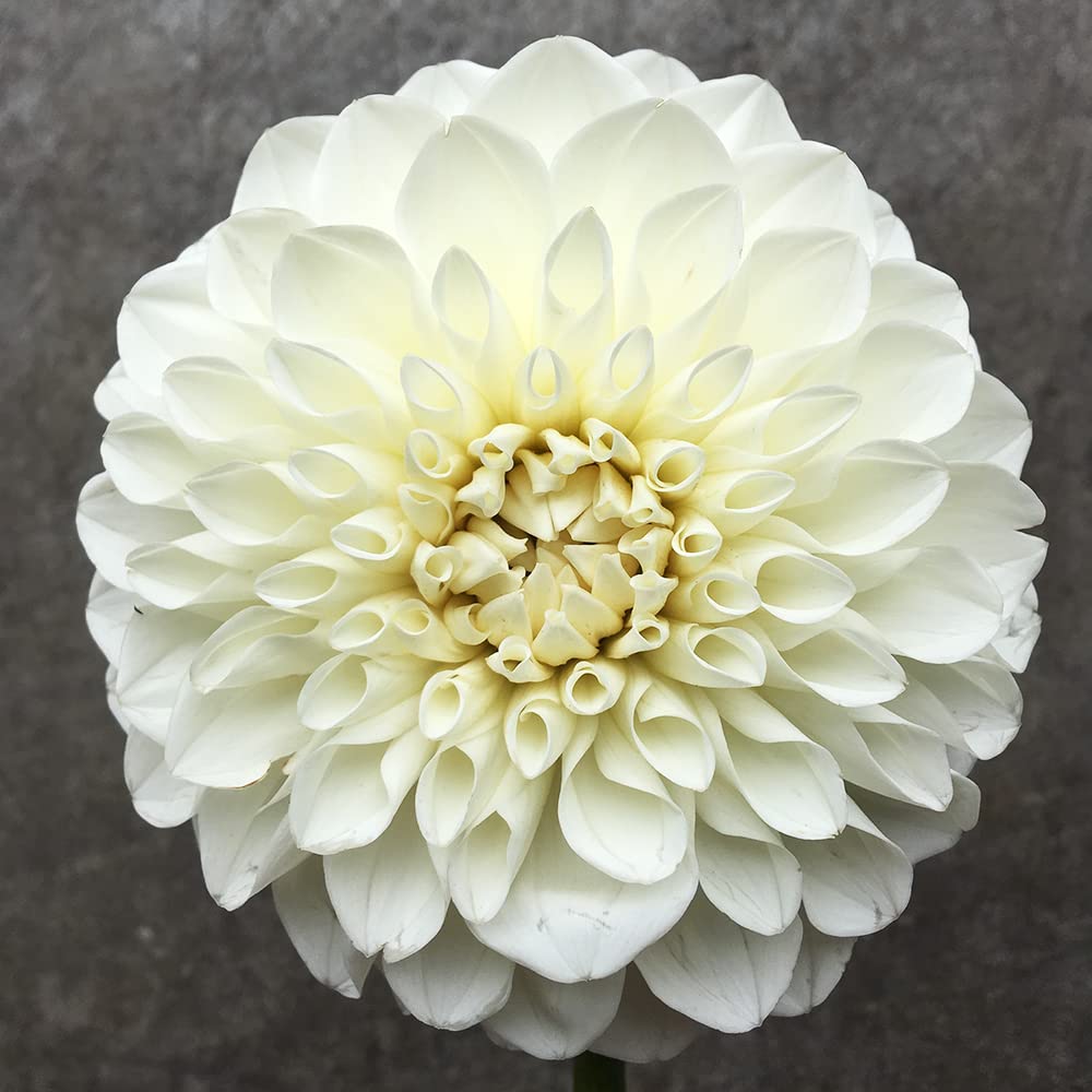 100pcs White Dahlia Seeds Outdoor Garden Planting Wide Range of Uses Suitable Beginners to Enjoy Fun of Planting DIY Garden Craft Art Decoration