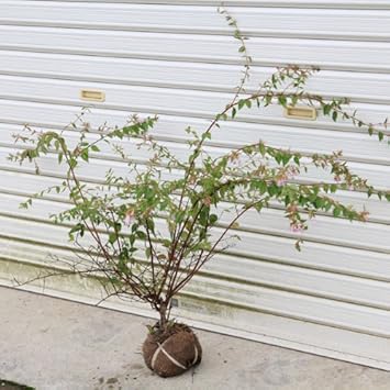 Amazon 桃色の豪華な生垣に出来ます 庭木 アベリア あべりあ エドワードゴーチャ H 約40 50ｃｍ 植木