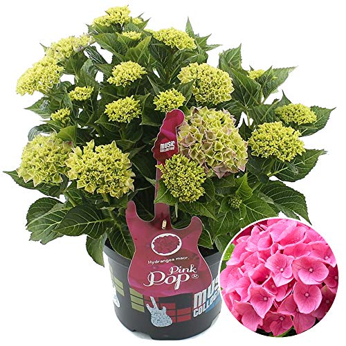 Hydrangea Pink Pop Garden Shrub | Deciduous Vibrant Potted Plant | 1.5-2.5ft