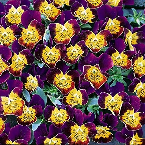Thompson and Morgan Miniola Heart Purple Pansies Cover