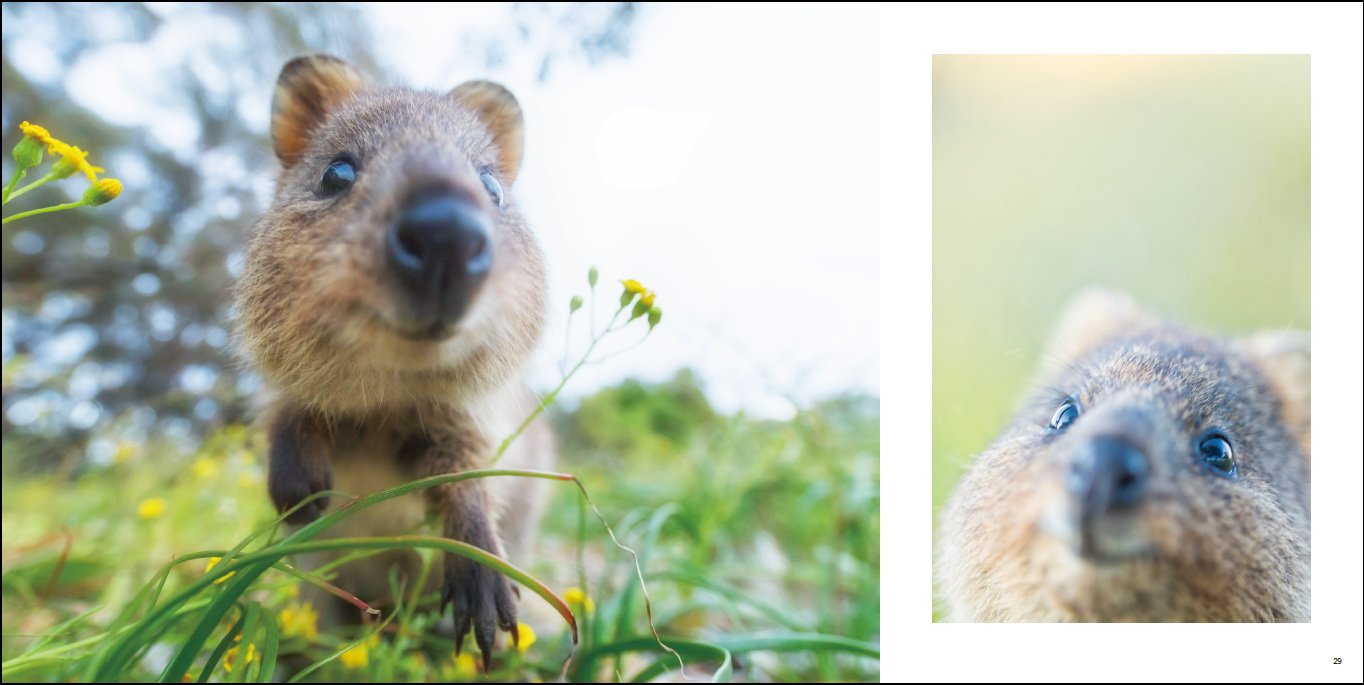クオッカ 福田 幸広 福田 幸広 本 通販 Amazon