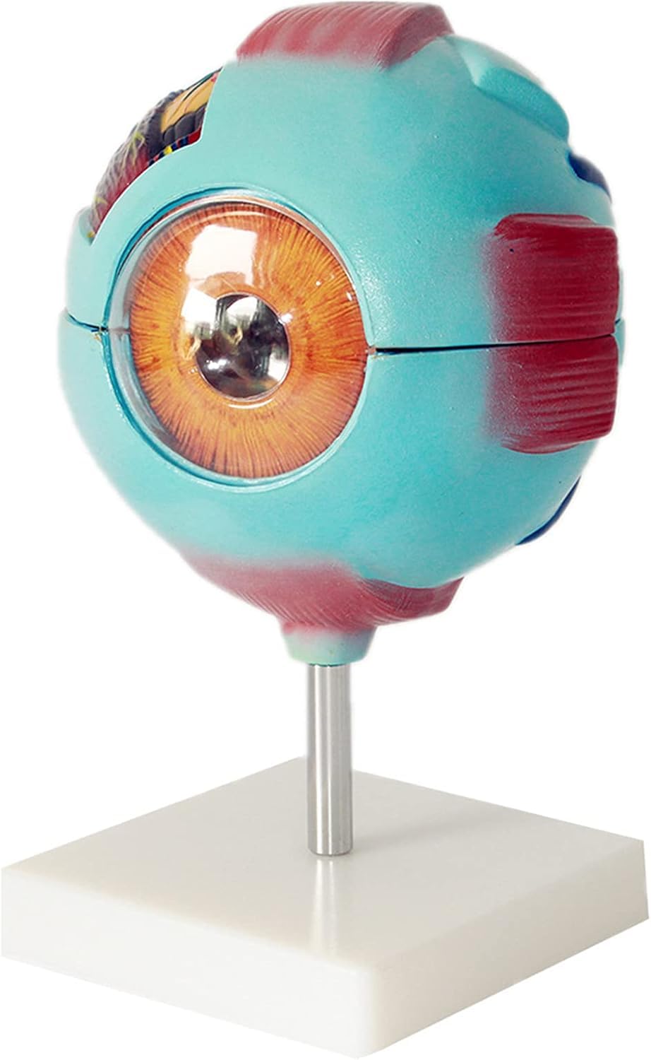 Modèle anatomique du globe oculaire à grossissement 6X, modèle anatomiquement précis du globe oculaire Anatomie du globe oculaire humain, enseignement scolaire et utilisation de la recherche Anatomie