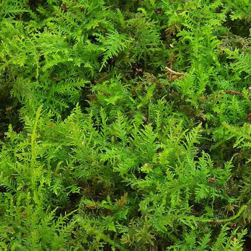 シノブゴケの育て方 植物ノート