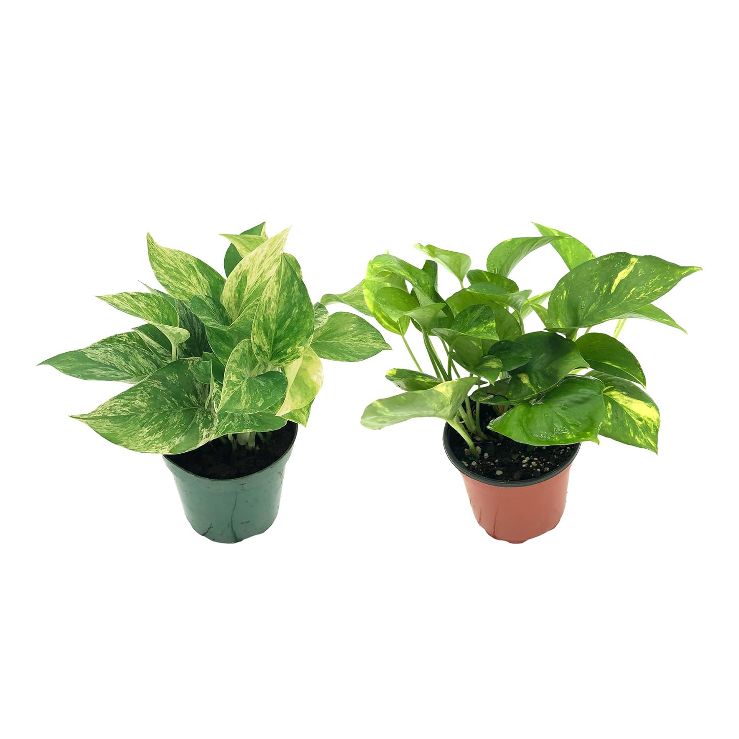 Golden Pothos and Marble Queen Pothos Bundle
