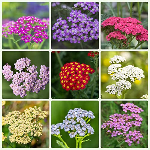 Schafgarbe Pflanze Kaufen Die 15 besten Produkte im Vergleich