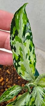 アグラオネマ ピクタム ラプラス Aglaonema Laplace Yahoo!オークション - アグラオネマ ピクタム ラプラス