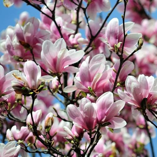 Magnolia Plant Live 6 to 12 Inches Tall, in 2.5 Inches Pot, Magnolia Tree Live Plant, Fragrant Magnolia Flowers (Saucer Magnolia)