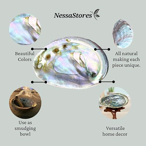 Miniatura 7 de NessaStores - Artesanía de playa pulida de concha marina de abulón rosa de 4 a 5 pulgadas #JC-011 (4 piezas)