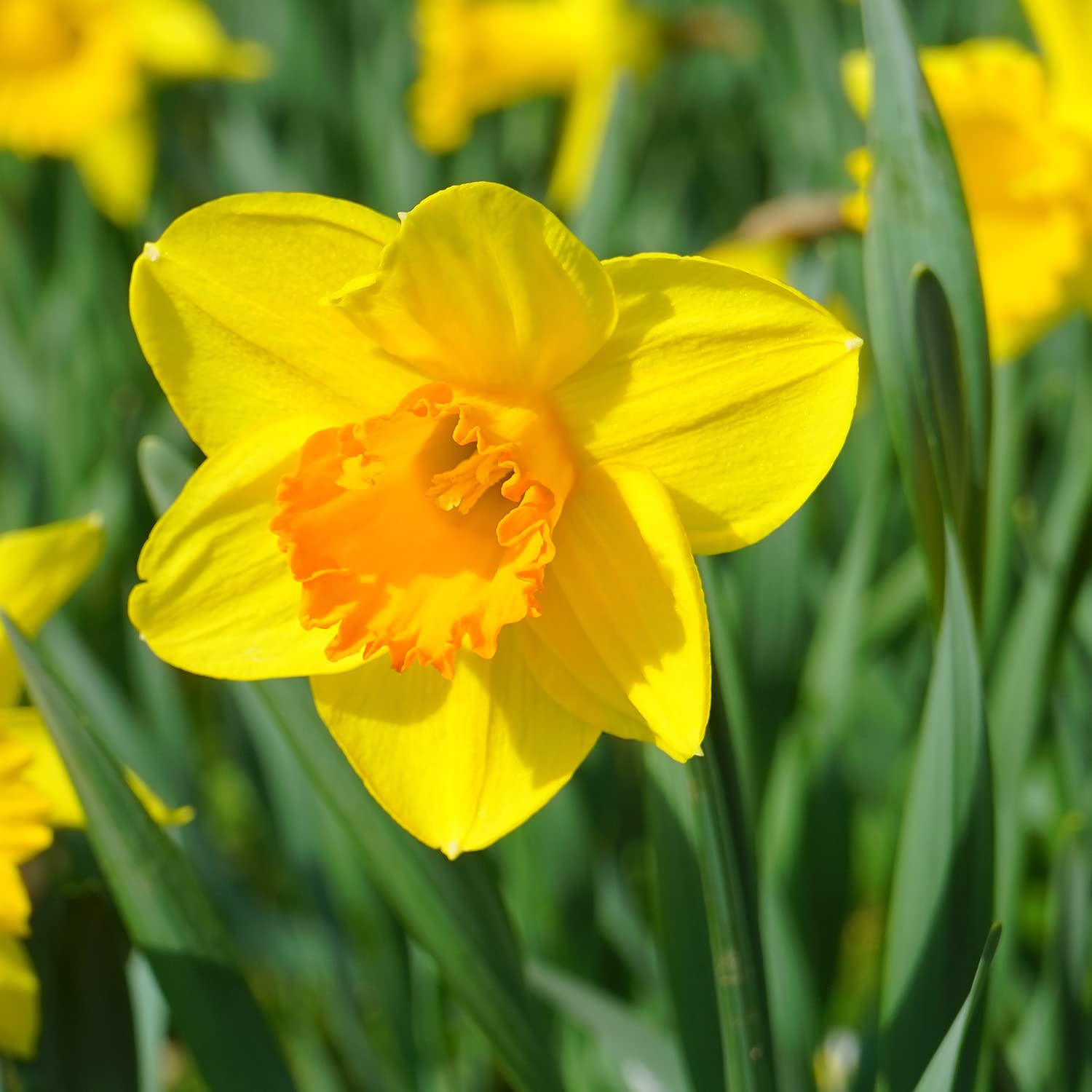 Live Green Daffodils Yellow Flower Bulbs - Pack of 1 Bulb (B0BPR2GH4D) Amazon Price History, Amazon Price Tracker