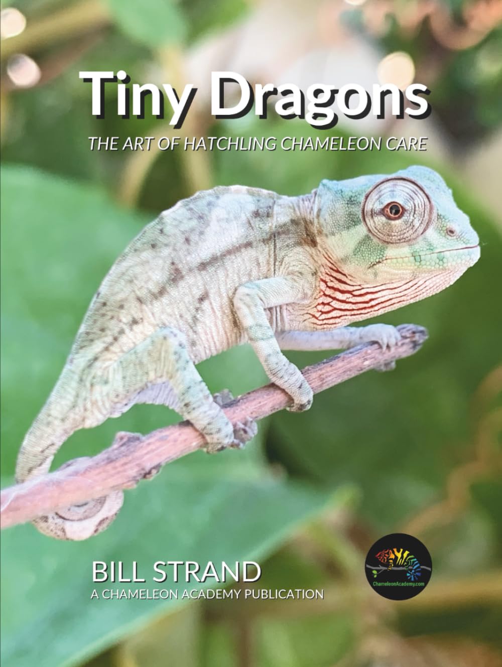 Tiny Dragons: The Art of Hatchling Chameleon Care