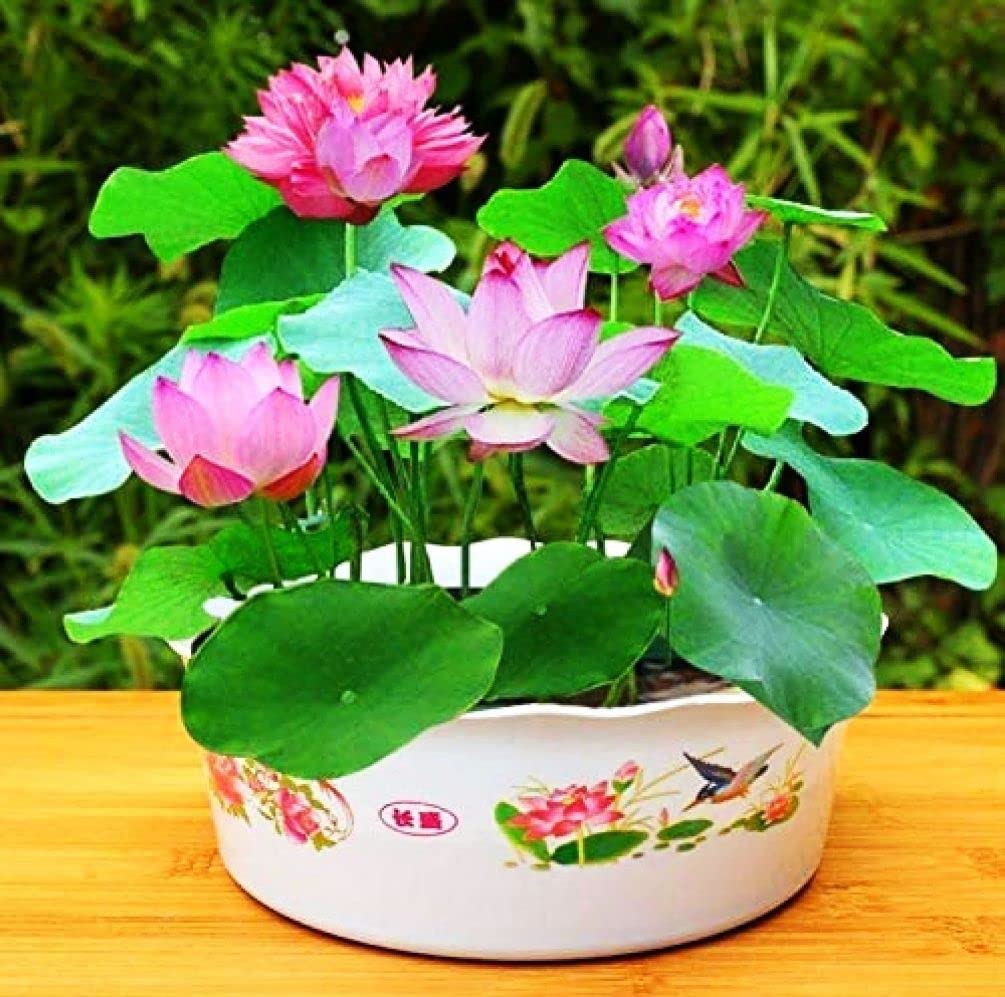Lotus Flower Seeds