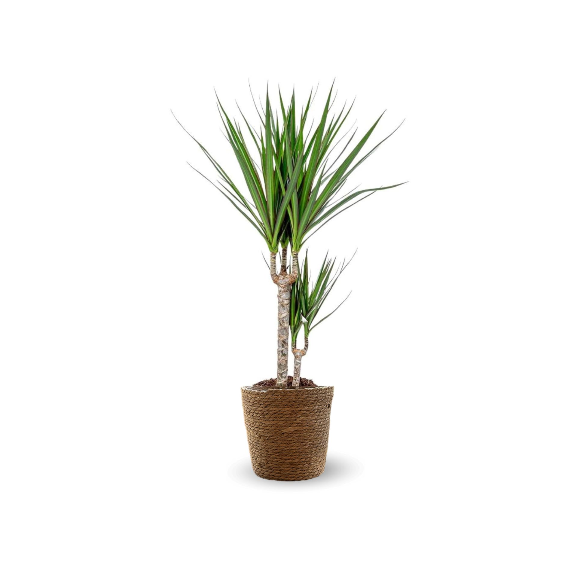 Attitude Jardin - Dracaena marginata z koszem z trawy morskiej - roślina doniczkowa - 70-80 cm - ◕ 19 cm - łatwa pielęgnacja
