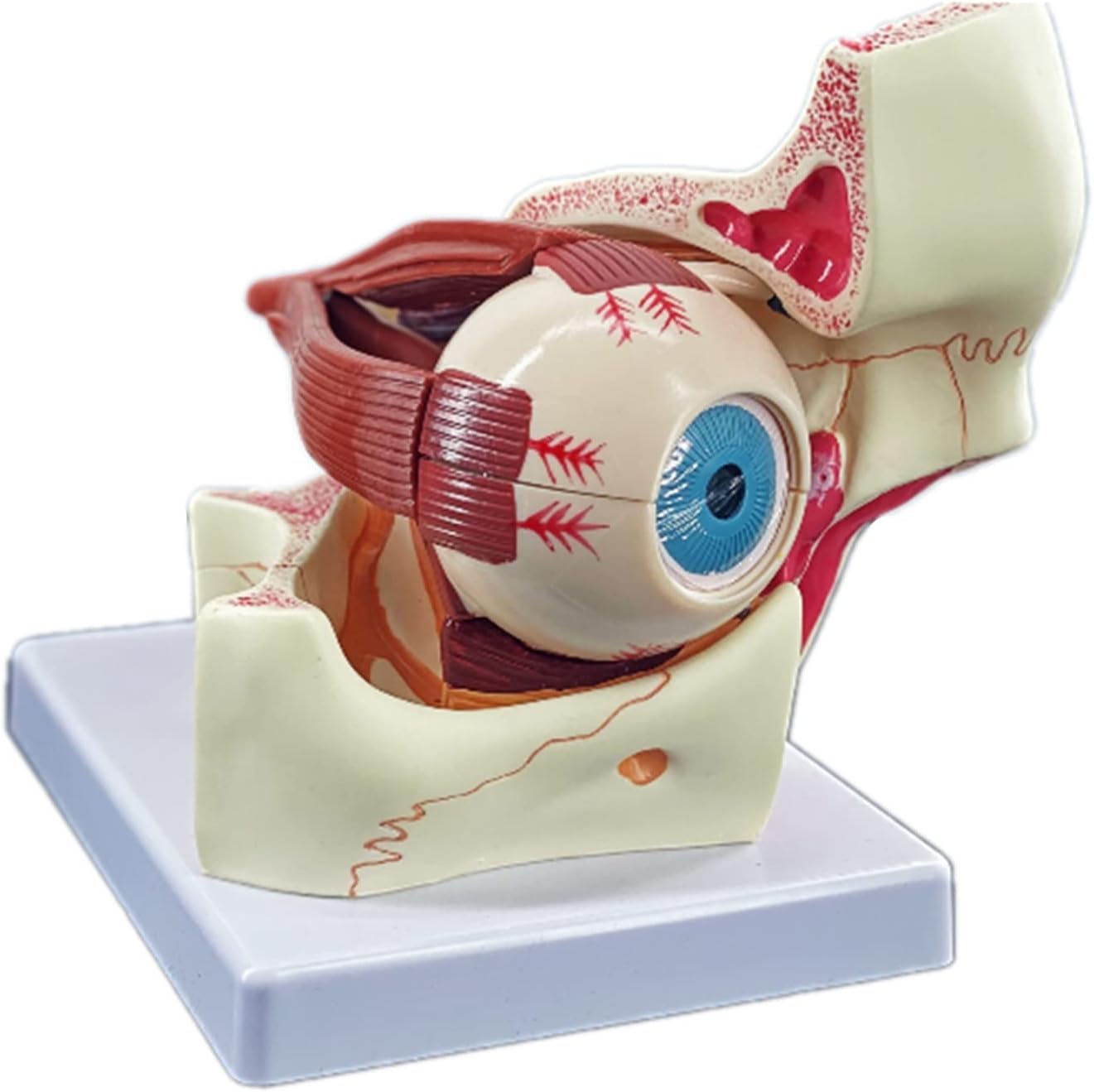 Eyeball Model, 3 Times Magnification Model of Eyeball and Orbit, Anatomical Structure of Eye Extraocular Muscle Model, for School, Research Institute, Office Display