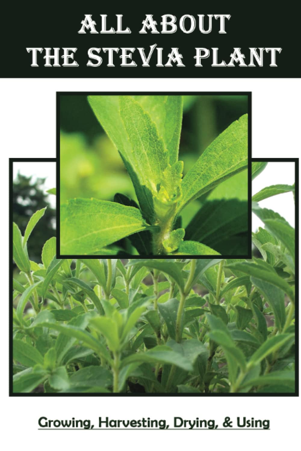 Stevia Plant Care