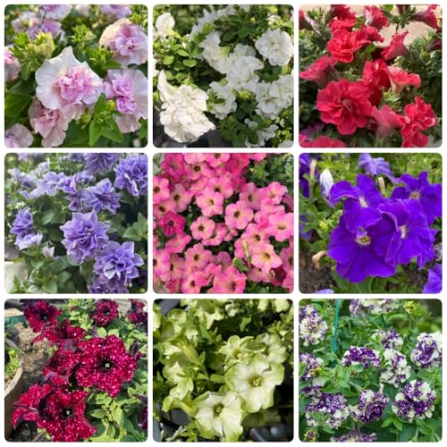 Semi di petunia - biologici Petunia ibrida - per luoghi soleggiati semi di selvatici da giardino vecchie varietà di semi decorazione soggiorno rari 600pcs