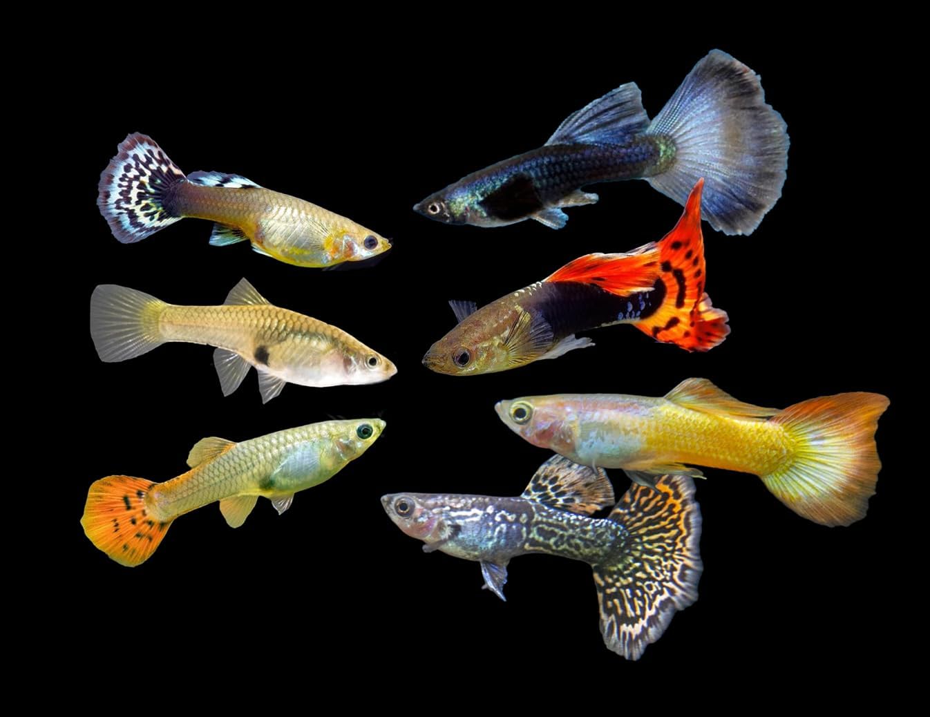 Swimming Creatures™ 15 Assorted Male & Female Guppy Live Tropical Freshwater Aquarium Fish
