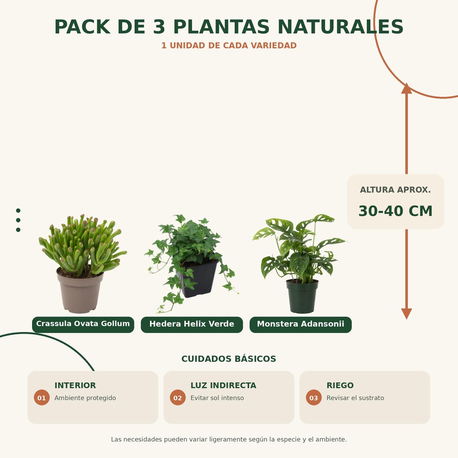 Pack 3 Plantas DECOALIVE: Jade Gollum, Hiedra Verde y Monstera Monkey Mask