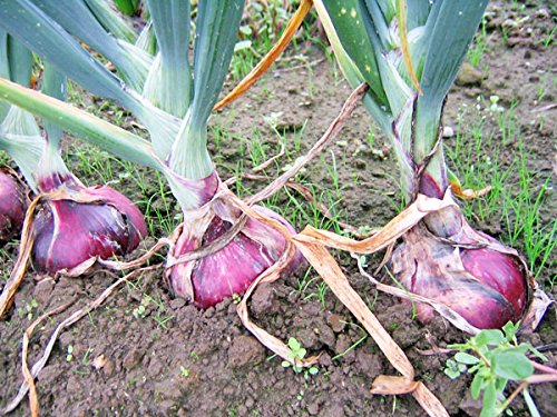 Amazon.co.jp: 北海道産紫玉ねぎ（L～L大）5kg (赤たまねぎ) 【出荷元