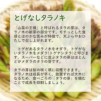 Amazon.co.jp: 【2/19(水)より出荷開始！】タラノキ 「 とげなし