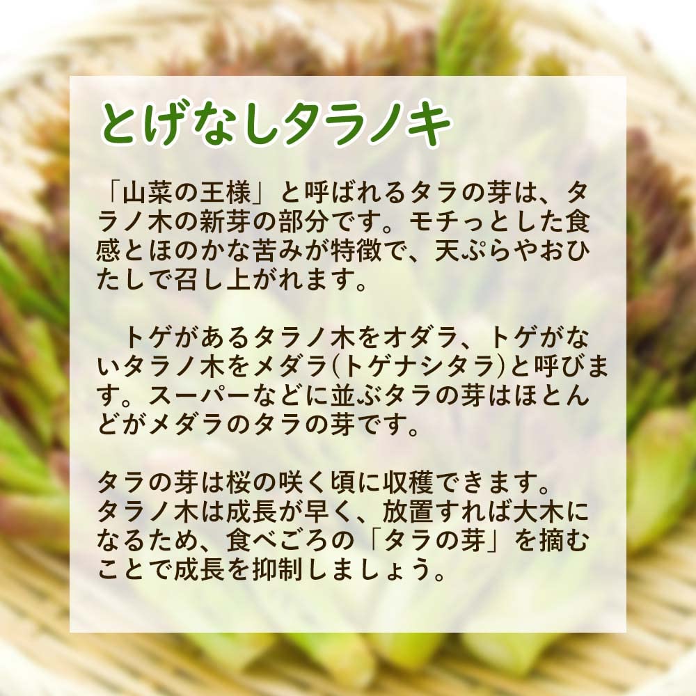 Amazon.co.jp: 【2/19(水)より出荷開始！】タラノキ 「 とげなし