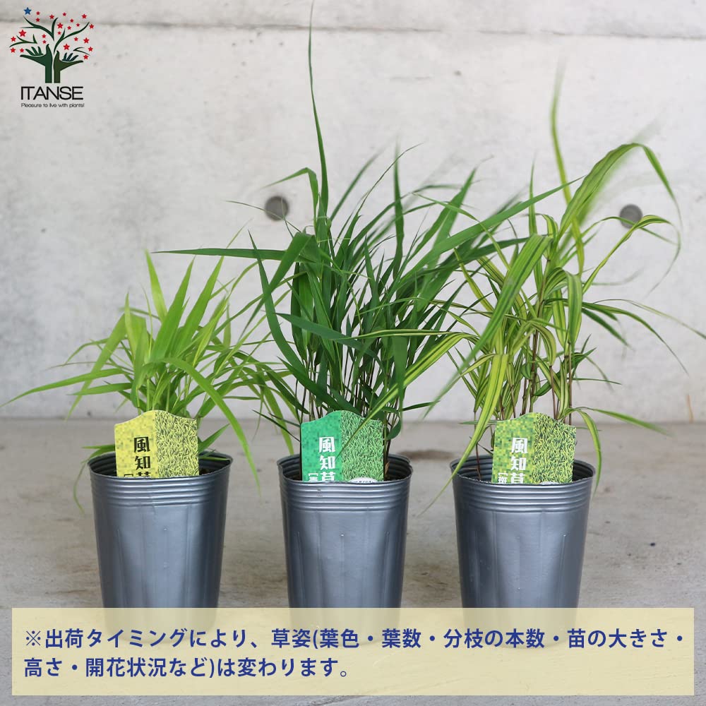 Amazon.co.jp: ITANSE 風知草(フウチソウ) 9cmポット 3品種