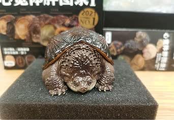 宇宙の初期の動物
