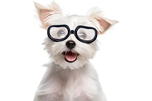 Enjoying Clear Dog Goggles for Small Breeds: Protect Your Pup's Eyes in Style