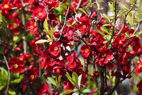 Miniatura 2 de Scarff's Red Flowering Membrillo  Flores de primavera de color rojo brillante  Planta viva enviada de 1 a 2 pies de alto por DAS Farms (No
