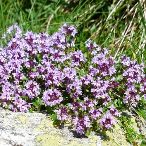 semillas de tomillo cubresuelo - resistentes exóticas 400pcs