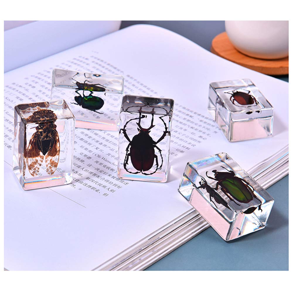 Esemplare Di Scarabeo In Resina – Vero Insetto, Fermacarte E Strumento Didattico, 75x75x20 Mm