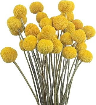 20x Craspedia Billy Balls Getrocknet - Natürliche Trockenblumen 43cm Für Deko