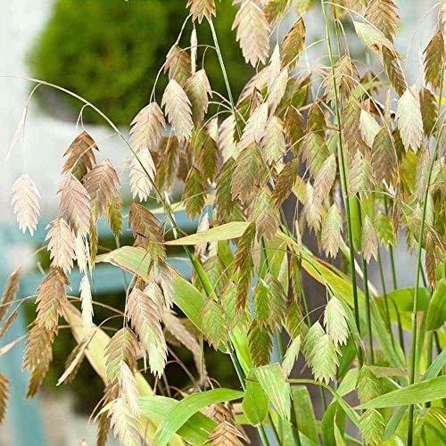 Outsidepride Chasmanthium Latifolium Northern Sea Oats Ornamental Grass Seeds - 500 Pcs Perennial Self-Seeding, Clump-Forming & Upright Grasses with Drooping Heads for Shade Gardens & Rocky Slopes