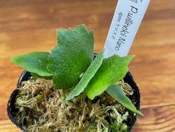 Amazon.co.jp: frog_yamato【willinckii Nano】ウィリンキー