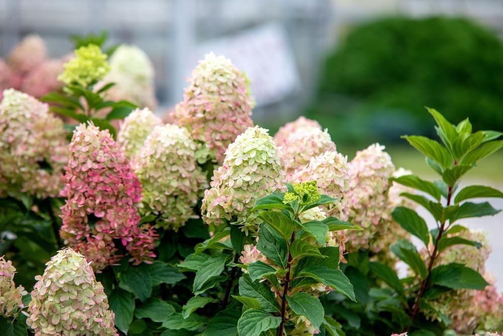 3 Pack - Peegee Hydrangea Seedling for Growing - 1 Year Seedlings - Ready to Plant (3 Seedling)