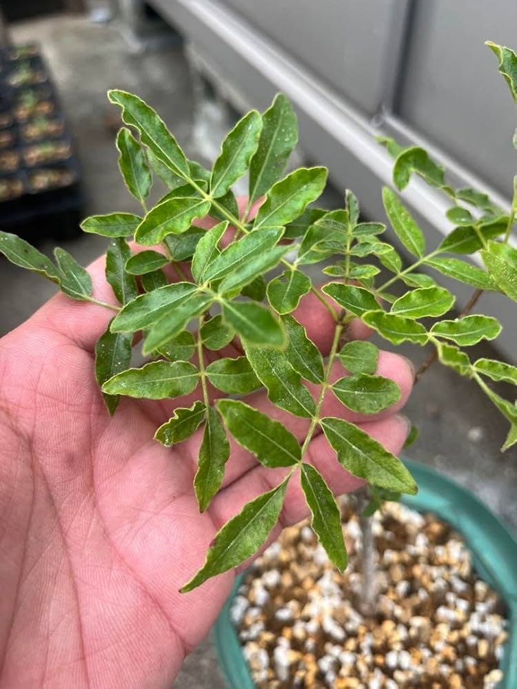 お盆休み特価！ 超希少 オペルクリカリア ムルチジュガ パワータンク パキプス お盆休み特価！ 超希少 オペルクリカリア ムルチジュガ パワー