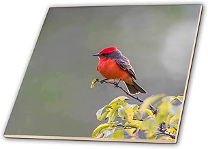4 Inch Ceramic Tile - Belize, Crooked Tree Wildlife Sanctuary. Male Vermillion Flycatcher. Animals