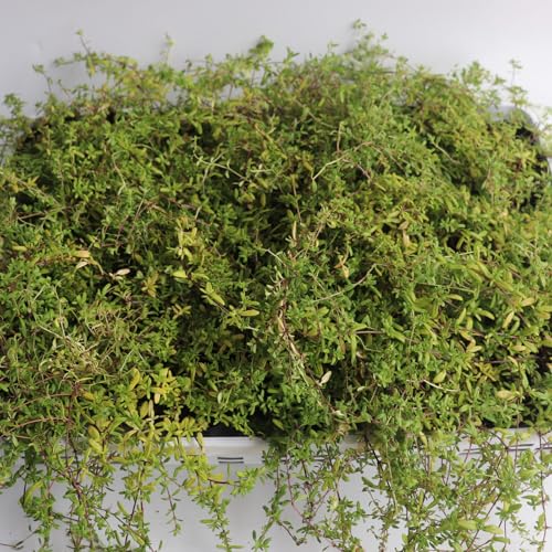 チーム田主丸『タイムロンギカウリス28ポット』 花 植物