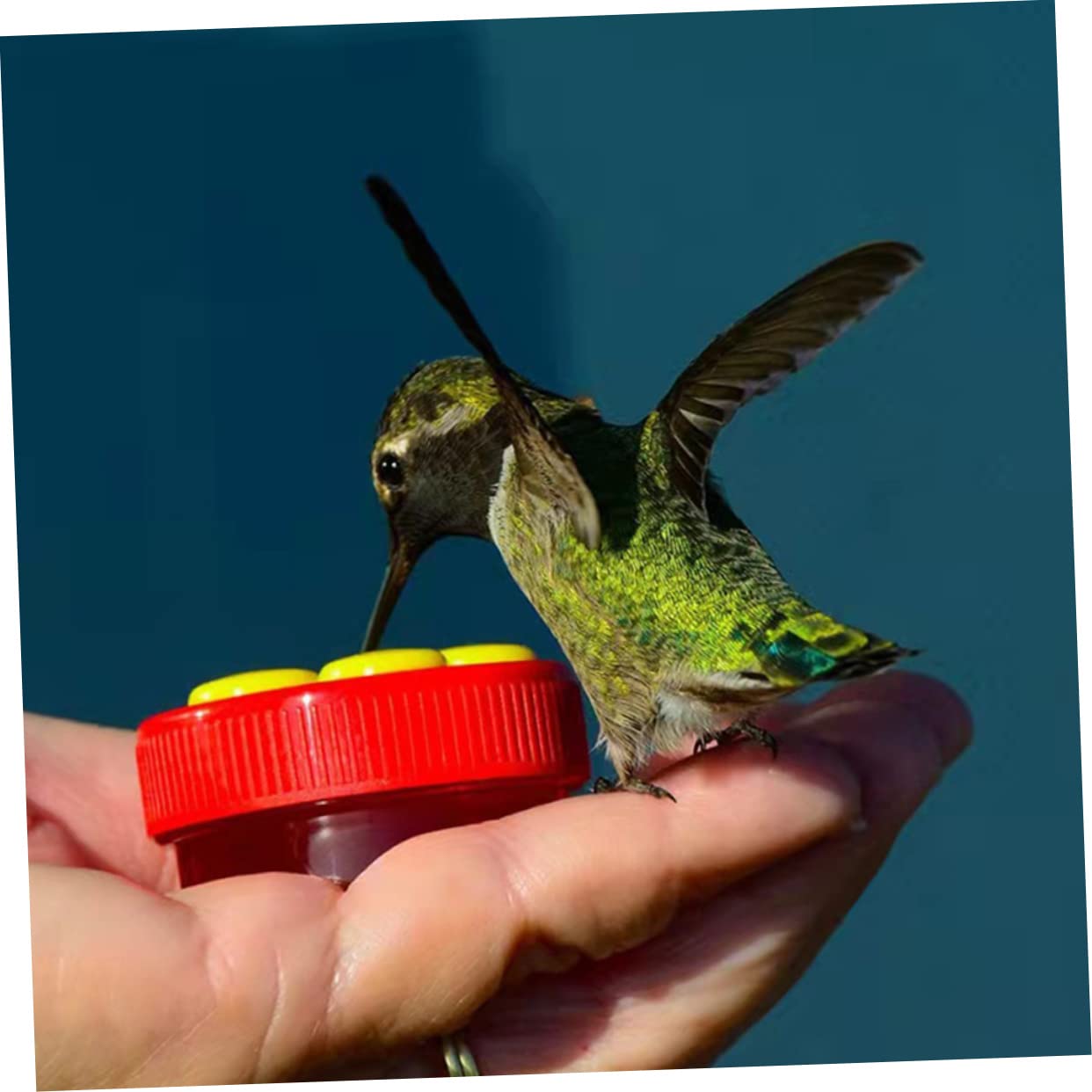 Sosoport 12pezzi Mangiatoia Per Uccelli Colibrì Con Supporto Clip Per Decorare e Balconi Facile Da Pulire e Utilizzare Per Alimentazione Acquatica