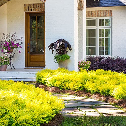 Sunshine Ligustrum (2 Gallon) Evergreen Shrub With Bright Yellow Foliage - Full Sun Live Outdoor Plant - Southern Living Plants… #TOP7