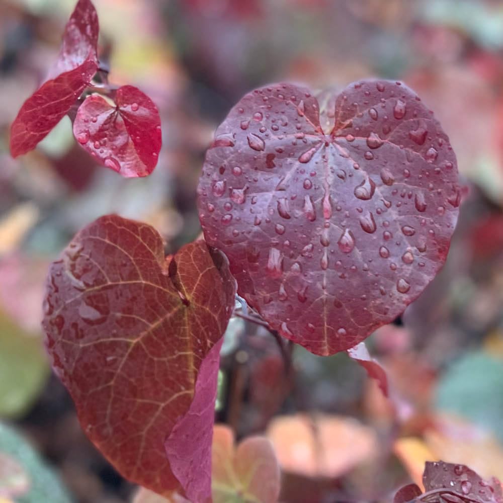 Yougarden Red Eastern Bud 'Merlot', 3 X 9Cm Pots, Ready To Plant, Colour Changing Garden Trees, Cercis Canadensis