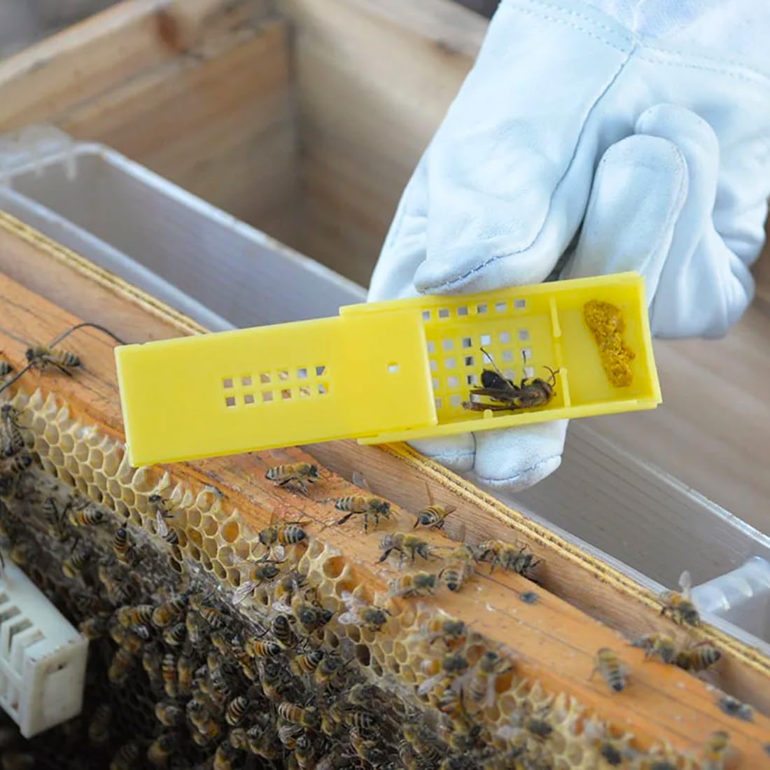 GXGM 12 Pièces Cages pour reines, Cages d'élevage de reine des abeilles, Cages en plastique pour reine des abeilles, Boîte d'élevage d'apiculture