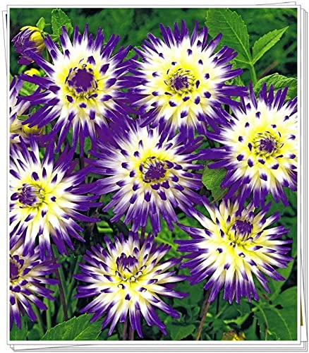 Strong Plant, Natural Organic, Rare Plants, Easy Plant, Greening Flower, Dahlia Bulbs Now UK, Good for Containers, Excellent Display, Exotic,-4bulbs-B