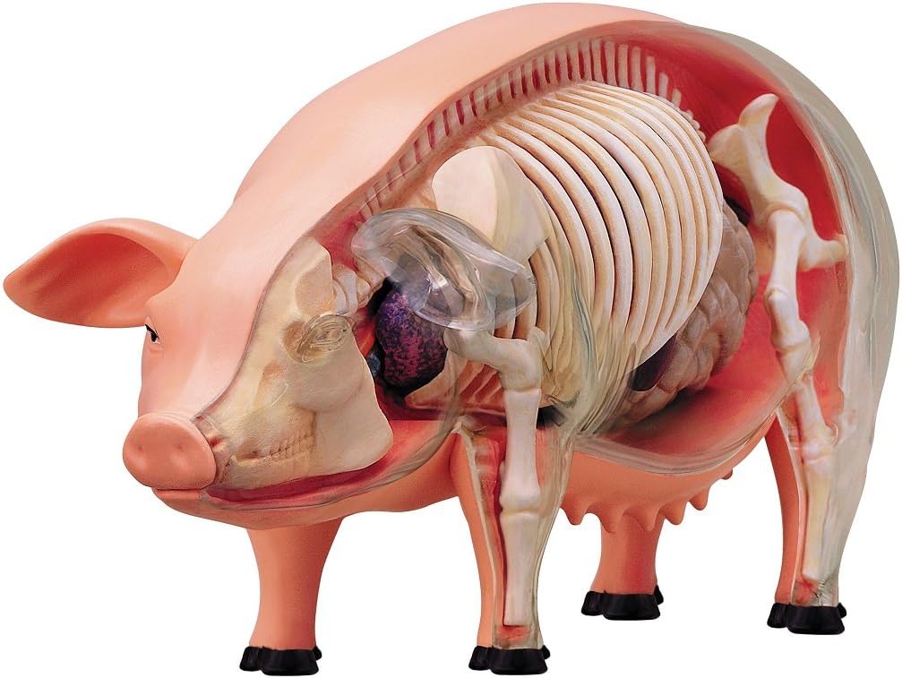4D 26102 Vision Pig Anatomy Model, One Color