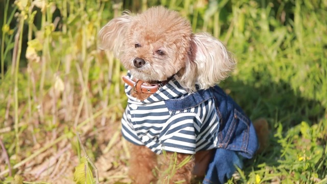 dog in jeans