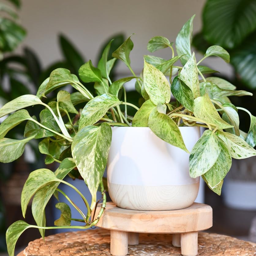 Mable Queen' Pothos, Live Plant in 3" Grower Pot, Easy Care, Houseplant