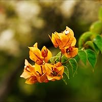 Vista 2 de 2 plantas de buganvillas amarillas vivas, enredaderas con flores de buganvillas arrastradas, buganvillas bien arraigadas de 4 a 7 pulgadas