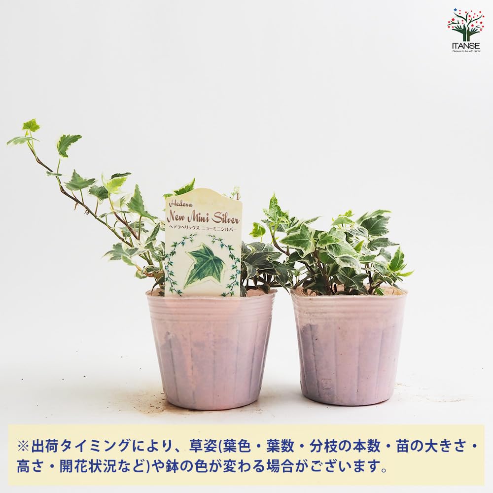 Amazon｜ITANSE ヘデラ ニューミニシルバー 3号 8個セット 品種