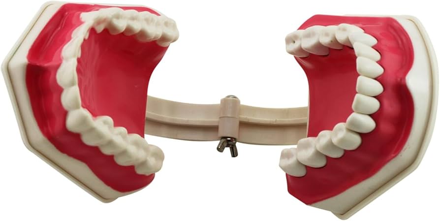 顎模型 歯型模型 | showmaisbrasil.com.br