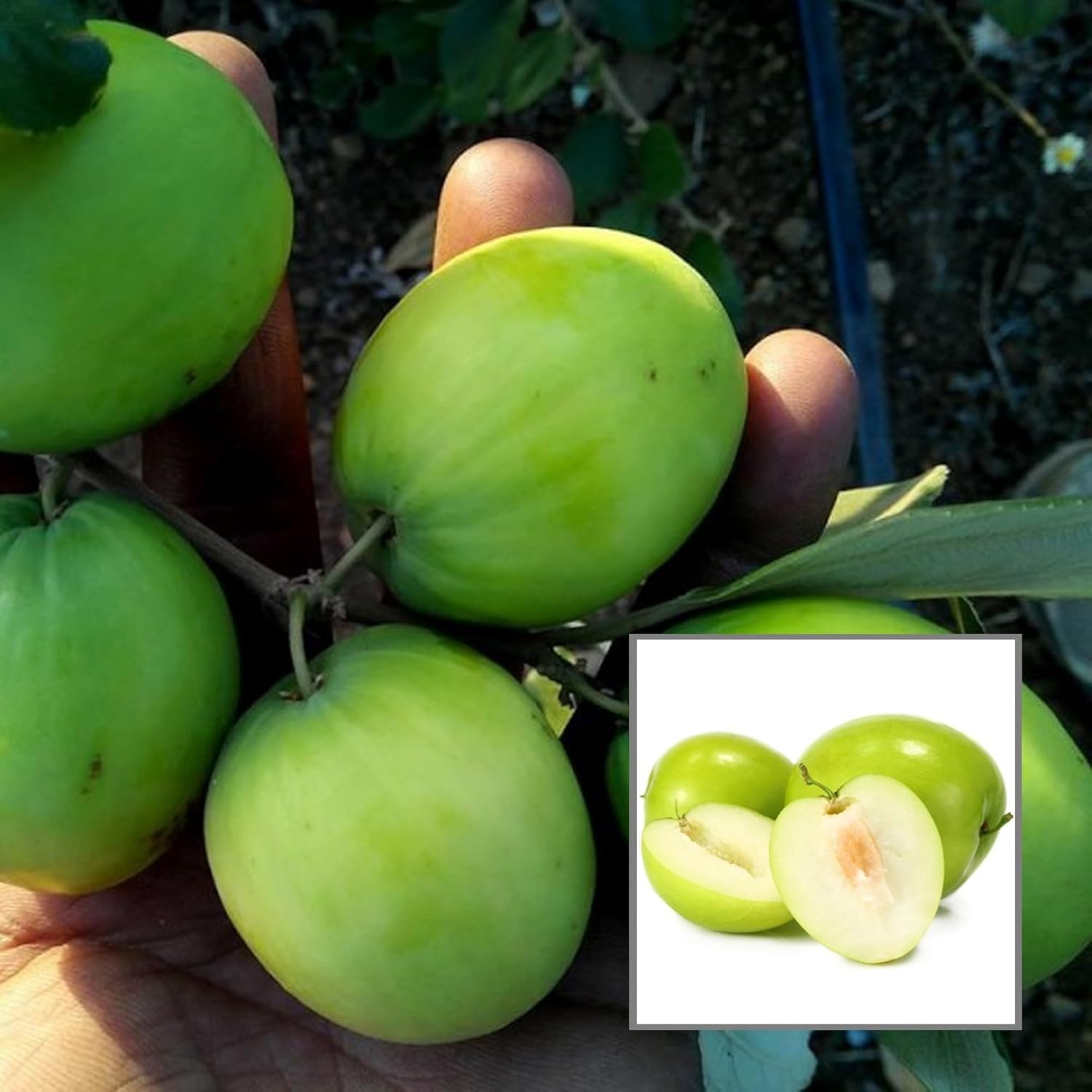 Green Apple Ber Thailand variety big fruit known as the Indian jujube Grafted plant for Home Gardening